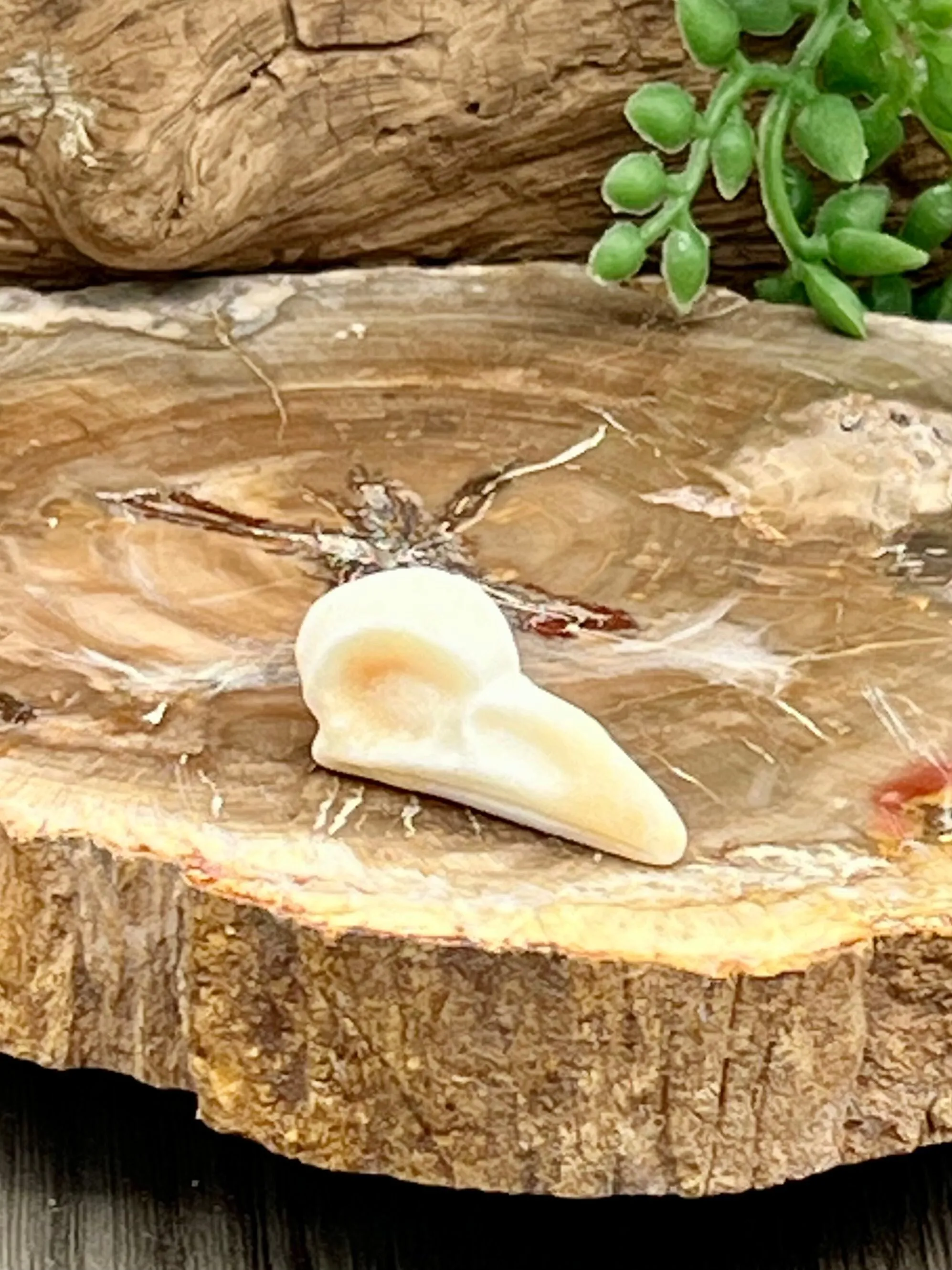 Raven Skull Carving